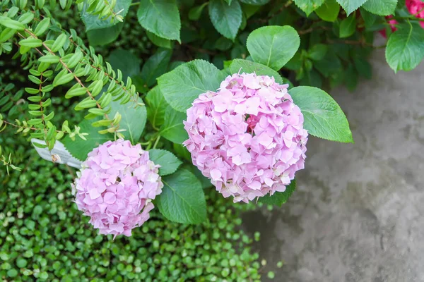 Impianto Ortensia Con Splendidi Fiori Luminosi — Foto Stock