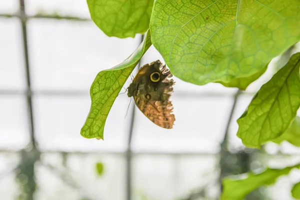 Tropische Vlinder Zit Groene Bladeren Van Exotische Planten — Stockfoto