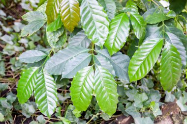 Tropikal yapraklar doğal arkaplan. Egzotik bitkiler. Yaz doğası detayları.