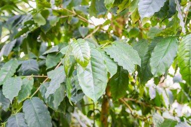 Tropikal yapraklar doğal arkaplan. Egzotik bitkiler. Yaz doğası detayları.