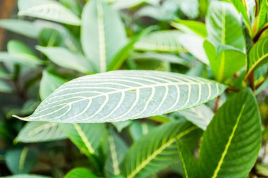 Tropikal yapraklar doğal arkaplan. Egzotik bitkiler. Yaz doğası detayları.