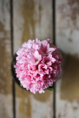 Pembe çiçek açan sümbül çiçeği, eski ahşap bir tencerede, yakın plan..