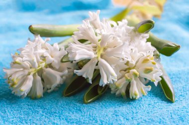 İlkbaharda açan beyaz sümbül çiçekleri.