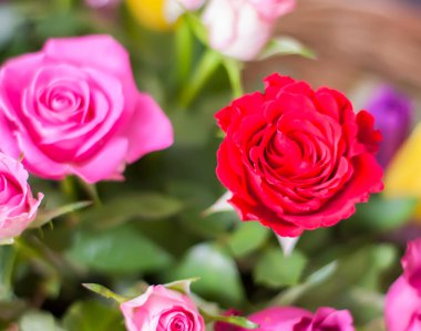 Hasır sepetin içinde güzel güller.