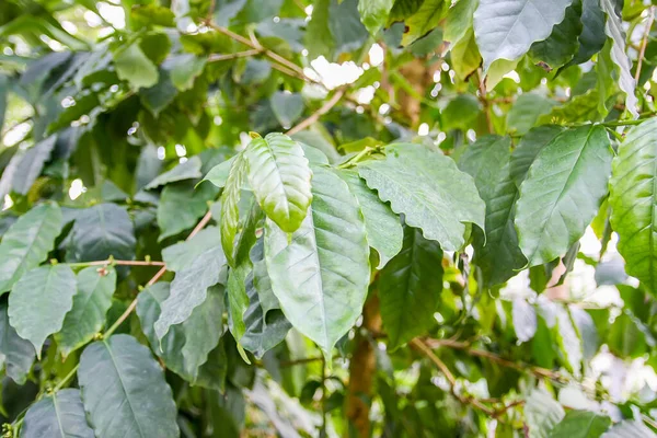 Tropikal yapraklar doğal arkaplan. Egzotik bitkiler. Yaz doğası detayları.