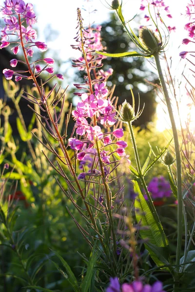 Schöner Garten Feuerkraut Lila Blüten Heilpflanze Für Kräutertee — Stockfoto