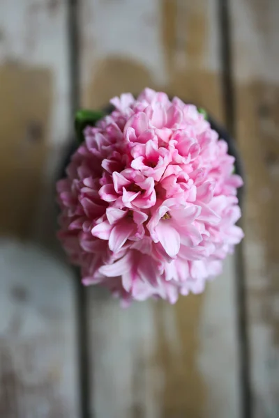 Rosa Blühende Frühlingshyazinthe Topf Auf Gealtertem Holztisch Aus Nächster Nähe — Stockfoto