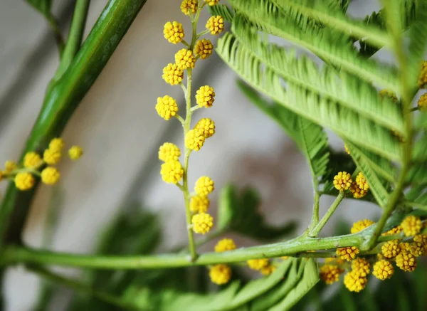Мимоза Желтые Цветы Зеленые Листья — стоковое фото