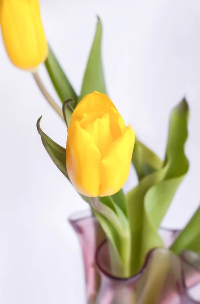 Букет Весняних Жовтих Квітів Тюльпанів — стокове фото