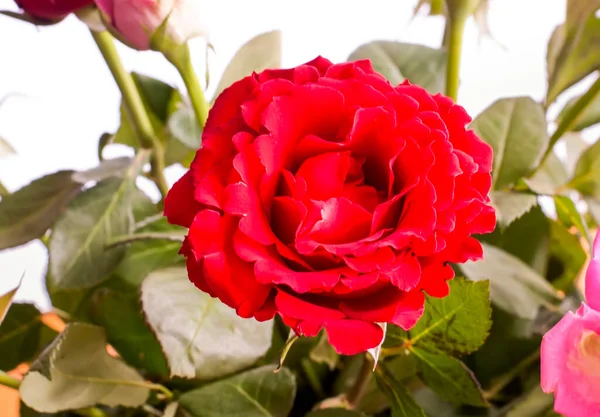 Schöner Strauß Rosen Einem Weidenkorb — Stockfoto