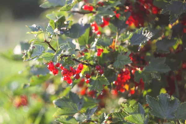 Ripe Berries Red Currants Garden — Stockfoto