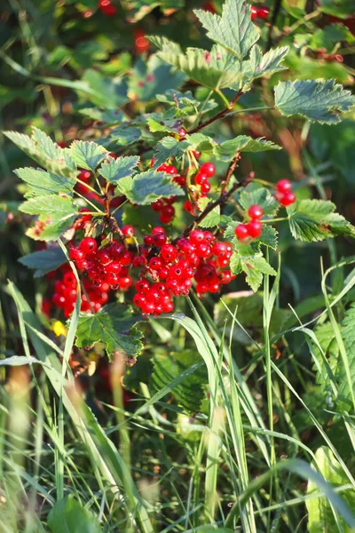 Ripe Berries Red Currants Garden — Stockfoto