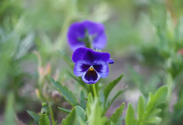 Όμορφο Λουλούδι Στον Κήπο — Φωτογραφία Αρχείου