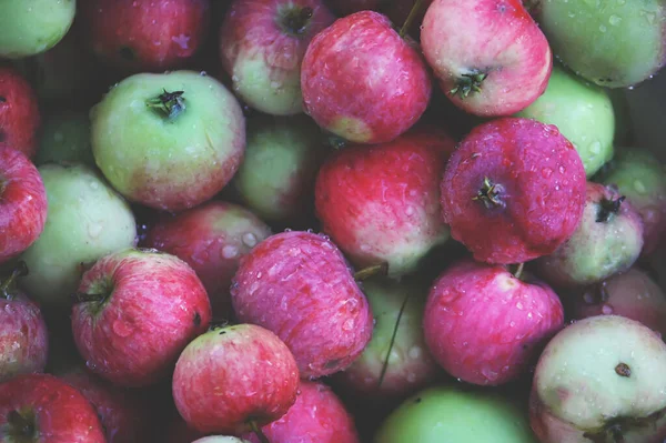 Frische Reife Äpfel Sommer Garten — Stockfoto