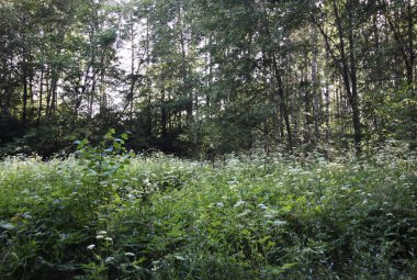 Green field and wild grass in summer forest.