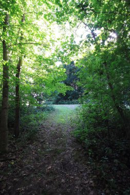 Summer forest in Europe. Nature in countryside. Green fern wild plants.