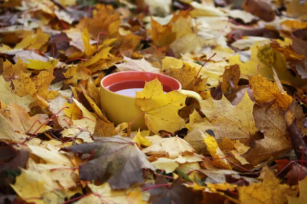 Eine Tasse Schwarzen Tee Auf Bunten Herbst Herbst Blätter Hintergrund — Stockfoto