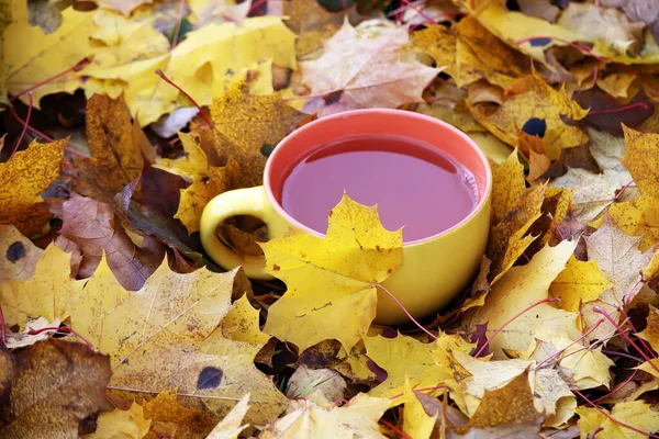 Filiżanka Czarnej Herbaty Kolorowe Jesień Liście Tła — Zdjęcie stockowe