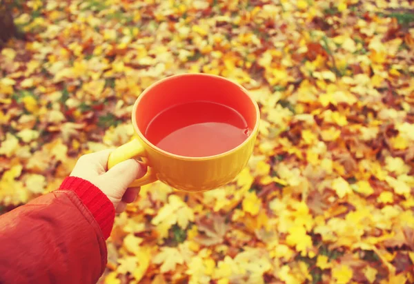 A cup of black tea in a hand on colorful autumn fall leaves background