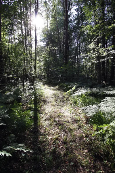 欧洲的夏季森林 农村的自然 绿蕨类野生植物 — 图库照片