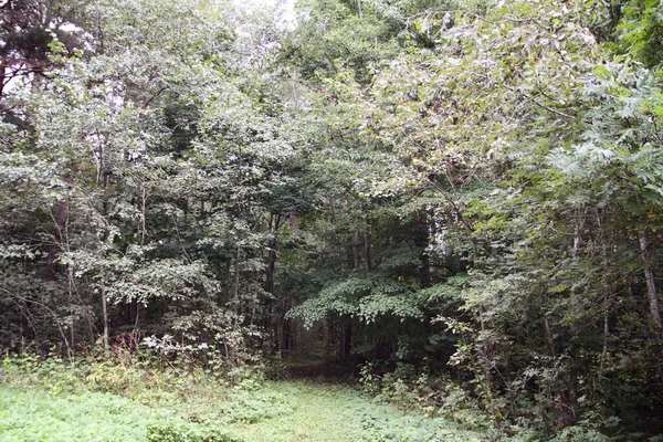 Zomer Bos Europa Natuur Het Platteland — Stockfoto