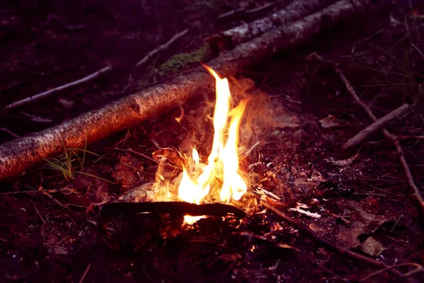 Feu Dans Forêt Flamme Vive Sur Fond Nature — Photo