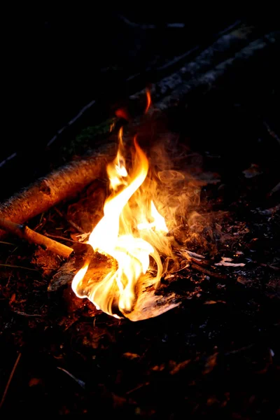 森の中で火事だ 自然を背景に明るい炎 — ストック写真