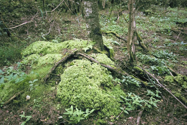 Foresta Estiva Con Muschio Verde — Foto Stock