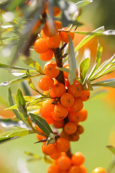 Zweig Orangefarbener Sanddornbeeren Herbstpark Saisonale Beerenernte Auf Dem Land — Stockfoto