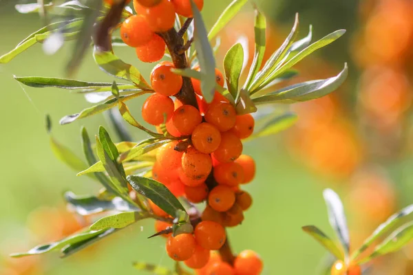 Zweig Orangefarbener Sanddornbeeren Herbstpark Saisonale Beerenernte Auf Dem Land — Stockfoto