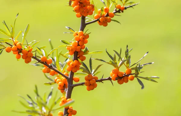 Branch Van Sinaasappelduindoornbessen Het Herfstpark Seizoensbessenoogst Het Platteland — Stockfoto