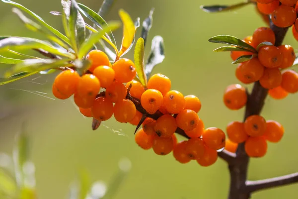 Rama Bayas Espino Cerval Mar Naranja Parque Otoño Cosecha Estacional — Foto de Stock