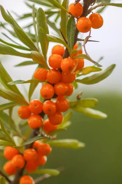 Ramo Bacche Olivello Spinoso Arancione Nel Parco Autunnale Raccolta Frutti — Foto Stock