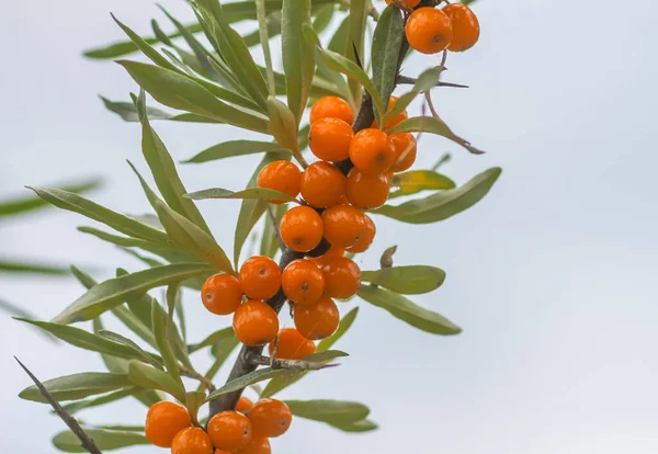 Branch Van Sinaasappelduindoornbessen Het Herfstpark Seizoensbessenoogst Het Platteland — Stockfoto