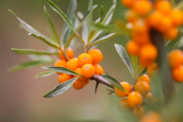 Zweig Orangefarbener Sanddornbeeren Herbstpark Saisonale Beerenernte Auf Dem Land — Stockfoto