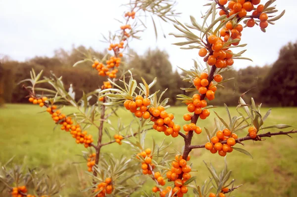 Branch of orange sea buckthorn berries in autumn park. Seasonal berry harvest in countryside.