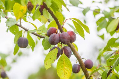 Yaz bahçesindeki erik ağacında olgun sulu meyveler. Kırsalda yetişen taze organik erikler..
