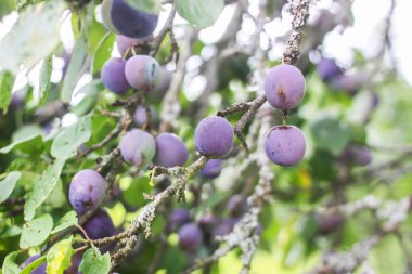 Yaz bahçesindeki erik ağacında olgun sulu meyveler. Kırsalda yetişen taze organik erikler..