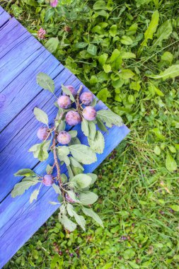 Yaz bahçesindeki yaşlı mavi ahşap masanın üzerinde olgun sulu erik meyveleri. Kırsalda yetişen taze organik erikler..