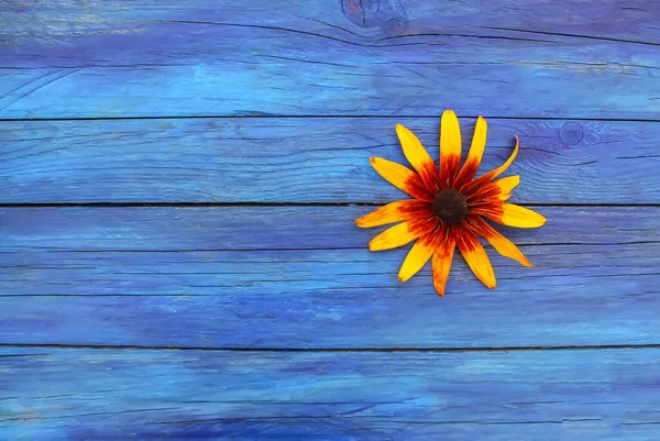 Желтый Цветок Рудбекии Синем Деревянном Фоне — стоковое фото