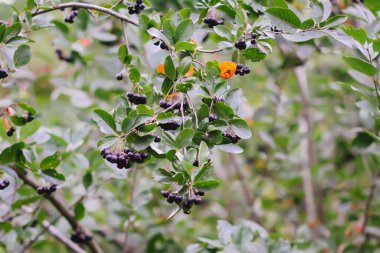 Bahçede yetişen Aronia melanocarpa, Black Chokeberry. Olgun böğürtlenli dallar. Tıbbi tesis.