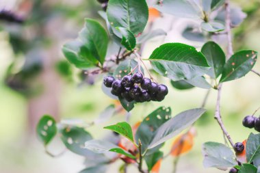 Bahçede yetişen Aronia melanocarpa, Black Chokeberry. Olgun böğürtlenli dallar. Tıbbi tesis.