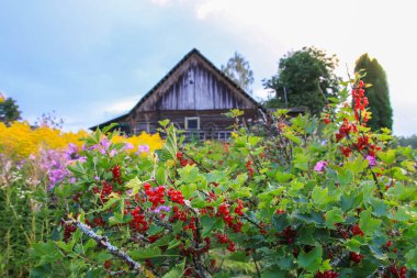 Kırsal alanda eski ahşap ahşap ahşap ahşap bina, parlak kır çiçekleri ve parlak ılık yaz gününde kırmızı frenk üzümü çalıları.