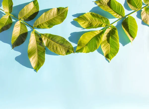 Folhas Verdes Fundo Azul Macio Design Criativo Com Espaço Vazio — Fotografia de Stock