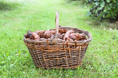 Firavun ağacı külahları eski hasır sepetin içinde yaz parkında yeşil çimlerin üzerinde.