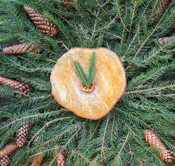 Stylized Clock Made Prickly Green Fir Tree Branches Wood Slice — Stock Photo, Image