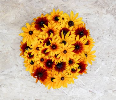Çiçek arkaplan. Siyah gözlü Susan veya Rudbeckia Hiro bitkisi, kahverengi Betty, görkemli papatya, altın Kudüs.