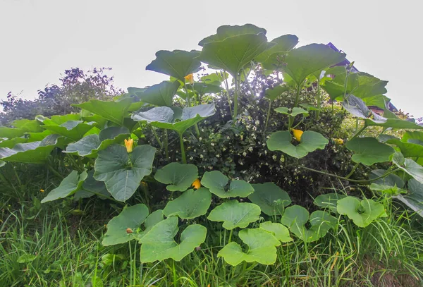 Kürbisse Mit Großen Blättern Wachsen Garten — Stockfoto