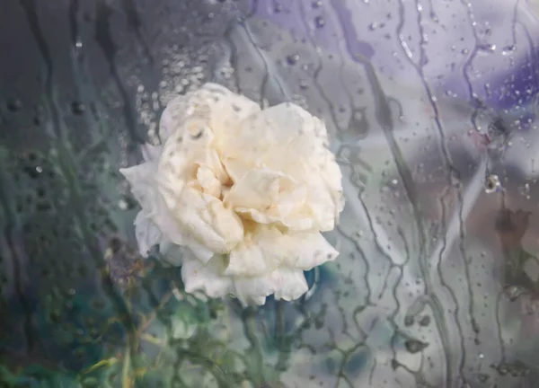 美丽的白色凋谢的玫瑰花朵生长在夏天的公园里 背景是潮湿的玻璃和水滴 — 图库照片