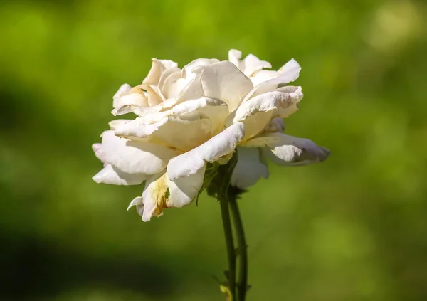 Vacker Vit Bleknat Rose Blomma Växer Sommar Park Natur Bakgrund — Stockfoto